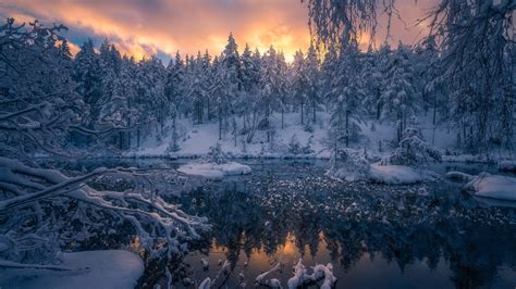 Download Wallpaper 1920x1080 Winter Snow Forest Trees Ringerike