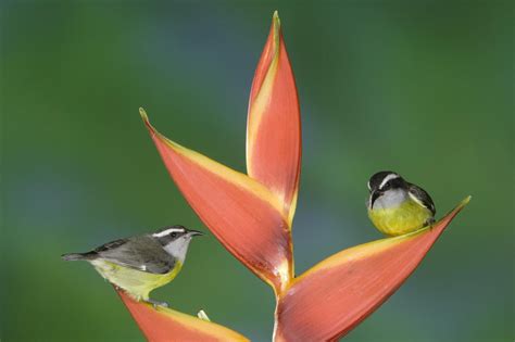 Hotel heliconia is located in monteverde, a privileged location, that places it near two of the most beautiful protected tropical forests in costa rica, the well known monteverde cloud forest preserve. wallpaper Bananaquit Pair On A Heliconia Plant, Costa Rica ...