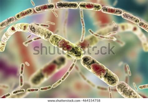Bacillus Anthracis Grampositive Spore Forming Bacteria