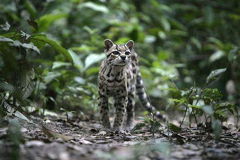 The 10 Species Of Wild Cats Of South America Worldatlas