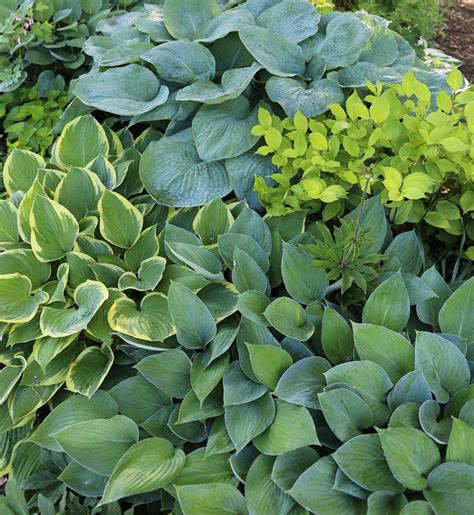 Top 12 Plants To Grow With Hostas Garden Pics And Tips