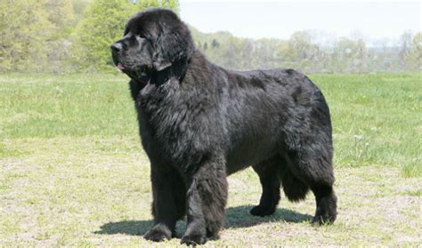 Newfoundland puppies for sale, newfoundland dogs for adoption and newfoundland dog local laws limiting dog ownership to one dog per man kept the newfoundland's numbers low in its home. 11 Incredible Animals That Changed The Course Of History ...