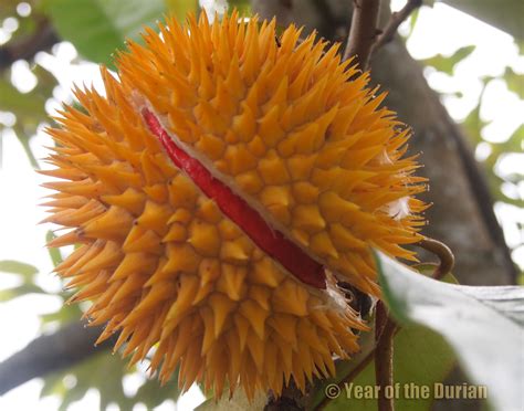 Use them in commercial designs under lifetime, perpetual & worldwide rights. Durio Graveolens