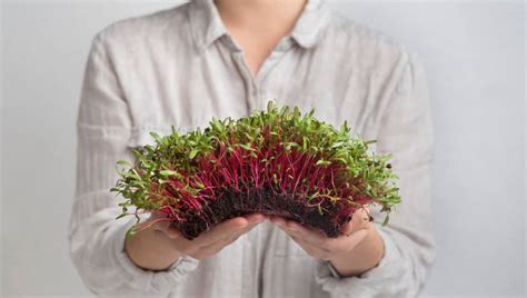 How To Grow Microgreens At Home 10 Steps To Success