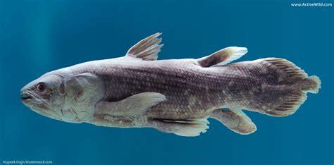 Coelacanth Facts Pictures And Information An Amazing Living Fossil Fish