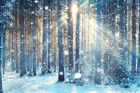 Blurred Background Forest Snow Winter Stock Photo And More Pictures Of