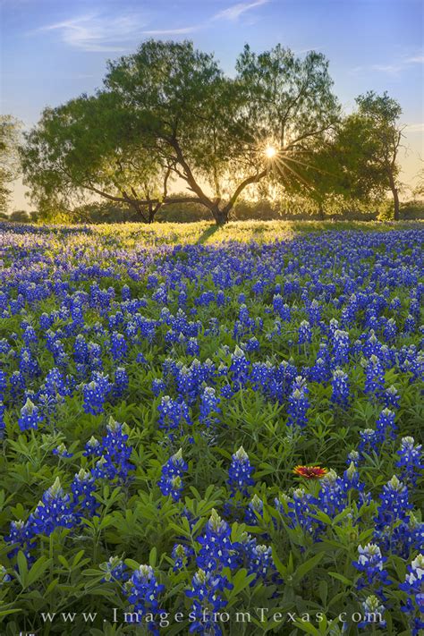 The Bluebonnet Tree 1 Texas Hill Country Images From Texas