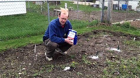 Benefits Of Using Epsom Salt In The Garden The Wisconsin