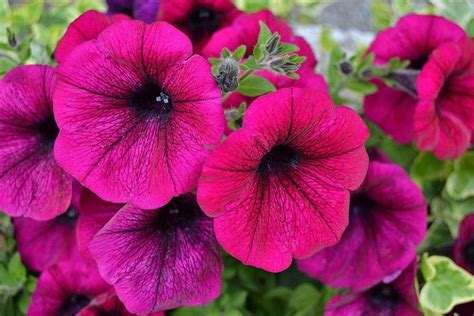 2 hermosas enredaderas con flores de sol resistentes: Cuidados de las petunias :: Imágenes y fotos