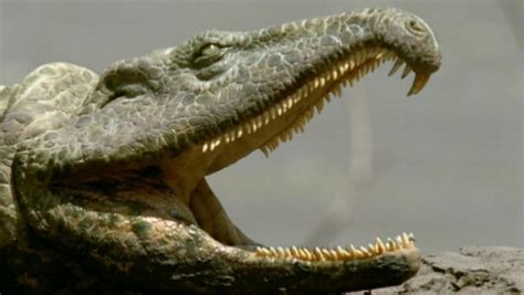 Proterosuchus Un Archozaur Care Semăna Cu Un Crocodil Deștepțiro