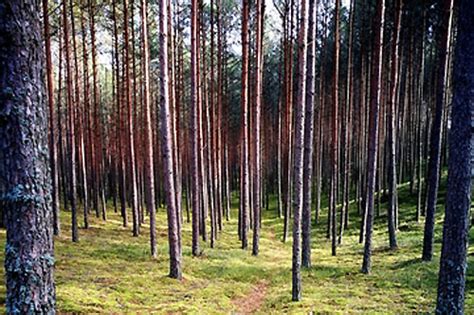 Ośrodek wczasowy bory tucholskie w okoninach nadjeziornych poleca swoje usługi wczasowe. Bory Tucholskie - mapa, atrakcje, wypoczynek, agroturystyka