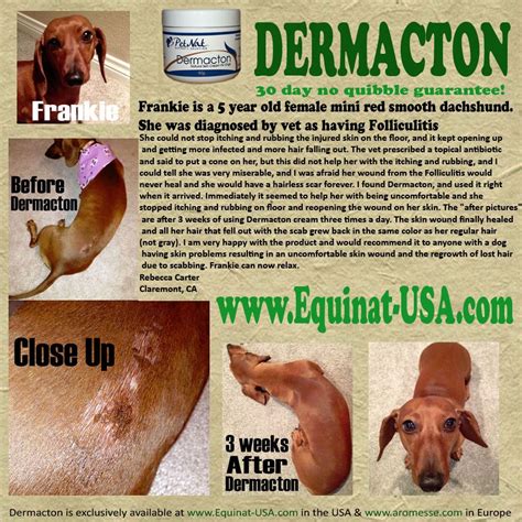 What Does Folliculitis Look Like On Dogs