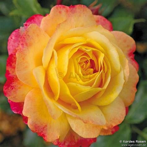 Buy Rose Der Hoffnung ® Floribunda Rose Agel Rosen