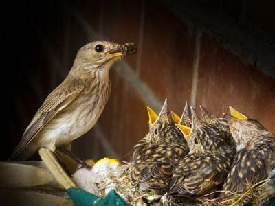 1902, barbara baynton, sally krimmer; The suffering of a mother bird :: Jeff Jacoby