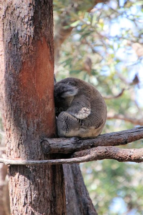 Koala Asleep In A Gum Tree Stock Image Image Of Branch 304387267