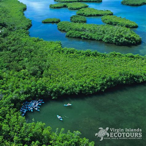 Mangrove Lagoon Wildlife Sanctuary And Marine Reserve St Thomas Virgin