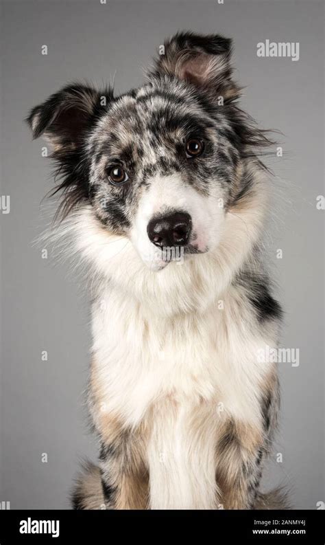 Portrait Of An Australian Collie Dog In The Uk Stock Photo Alamy