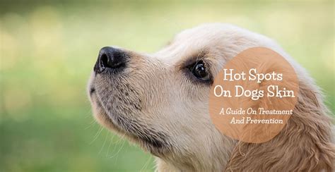 Hot Spots On Dogs Skin A Guide On Treatment And Prevention Jacks Pets