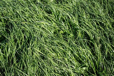 Tall Fescue Grass Care And Growing Guide Happysprout