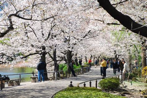 Ueno Park Tokyo Perpaduan Antara Taman Seni Dan Budaya Khas Jepang