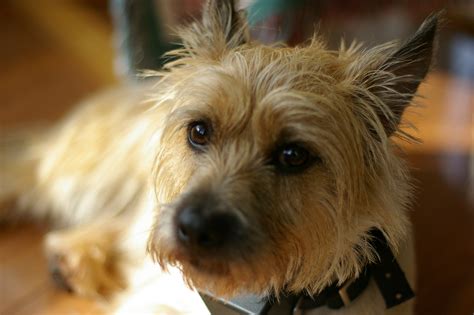 Cairn Terrier | Veterinary Advice, Animal News, and Animal Health Online