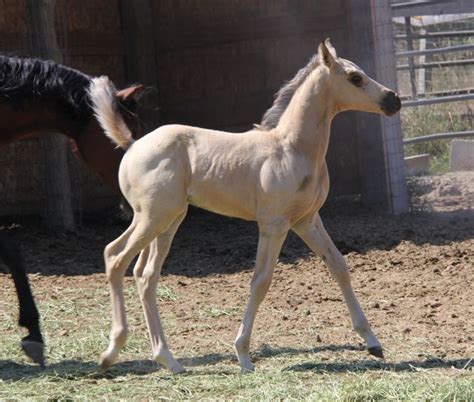 Palomino Buckskin Perlino Cremello Performance Arabian And Quarter