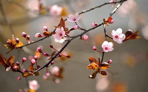 Flowers Twigs Pink Flowers Nature Wallpaper Coolwallpapersme