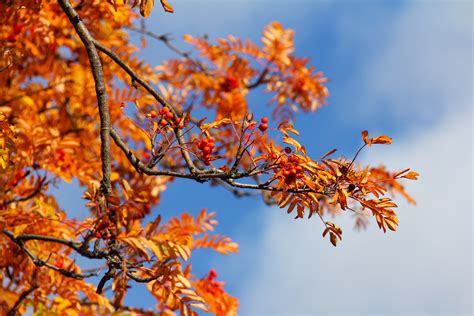 Free Images Nature Branch Blossom Cold Sky Sunlight Leaf Fall