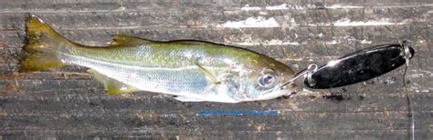 Give him an inch and he'll take an ell. Latest Word - Fishing Reports and Latest Combat-Fishing ...