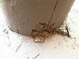 Images of Arizona Termite Damage