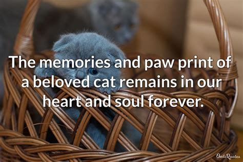 15 Cat Passed Away Quotes