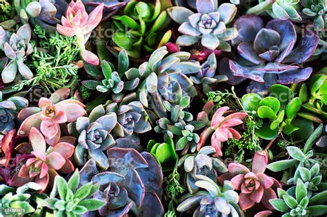 Proud to offer 1000s of succulent care articles, diy ideas & more! Succulent Plants Stock Photo - Download Image Now - iStock
