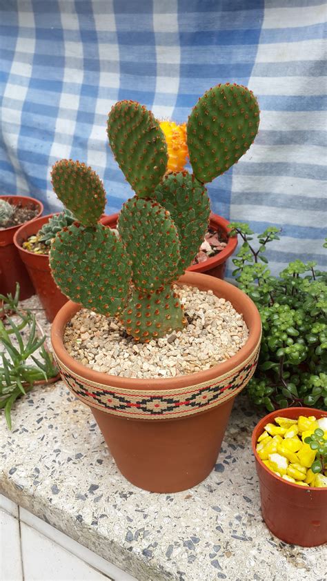 Nuestros mimados cactus y suculentas buscan familia de acogida. Les presento al recién llegado y nuevo integrante de la ...