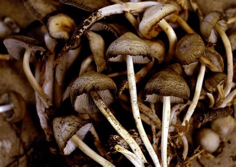 Magic Mushrooms Lsd And Other Psychedelics Might Protect Against