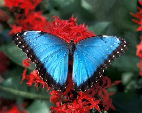 Best flowers for butterflies in florida. Top 5 Butterfly Gardens to Visit | Drive The Nation