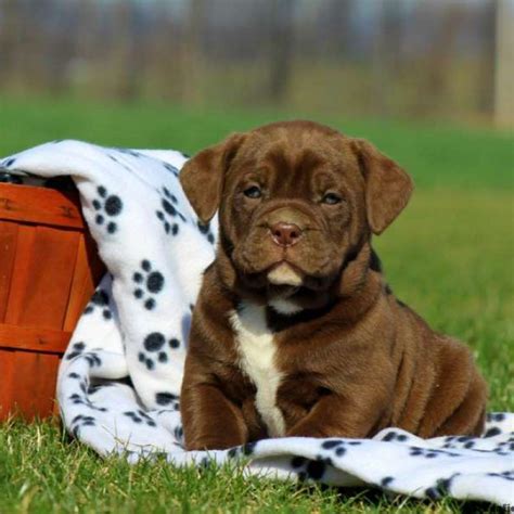 These can be minor to major depending on the linage or pedigree of your puppy. Cute Bulldog Poodle Mix For Sale - l2sanpiero