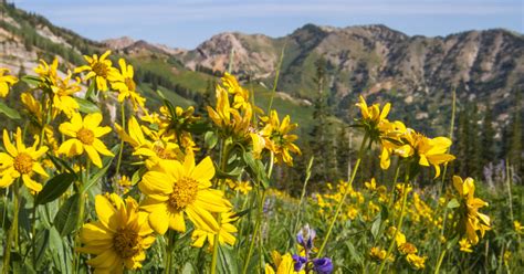 Stay Wild The 10 Most Common Wildflowers In The Wasatch Ski Utah