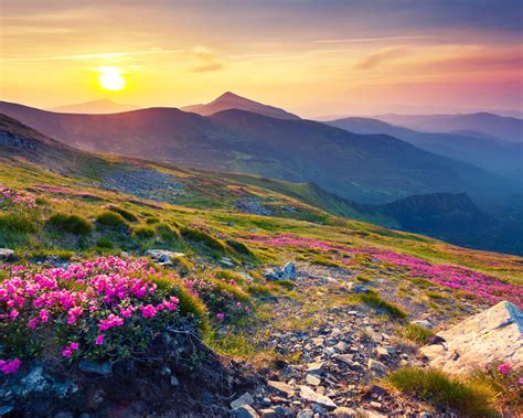 Pink Magic Rhododendron Blumen Berg Carpathian Mountains Mountain Range