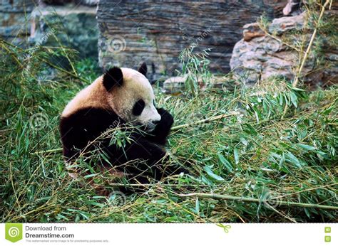 Giant Panda Stock Photo Image Of Mammals Panda Bear 9445202
