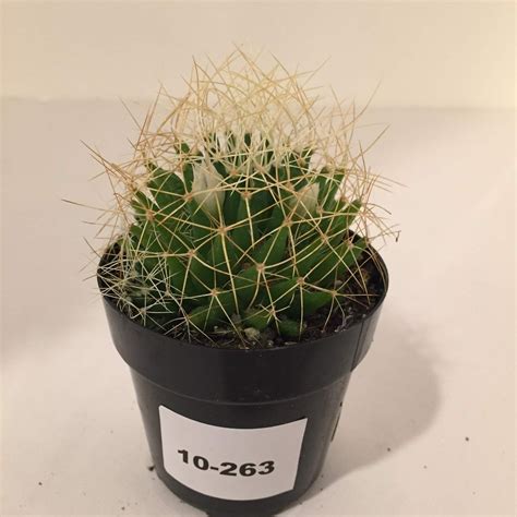 They are small cacti, growing between 3 inches and 9 inches, and they bloom gorgeous yellow flowers. Mammillaria Camptotricha "birds nest" cactus cacti ...