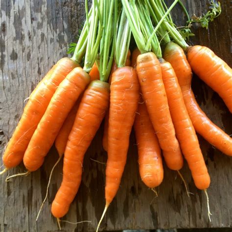 Carrot Archives Deep Harvest Farm