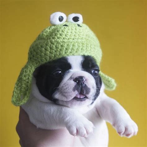 Puppy Hat
