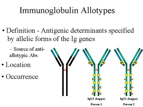 The Structure And Function Of Immunoglobulins Antibodies