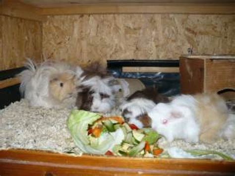 Entdecke 7 anzeigen für peruaner meerschweinchen kaufen zu bestpreisen. Junge Meerschweinchen Peruaner Sheltie - Meerschwein