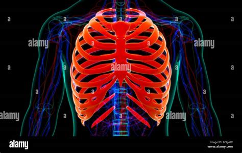 Anatomie Du Squelette Humain Rib Cage 3d Rendering For Medical Concept