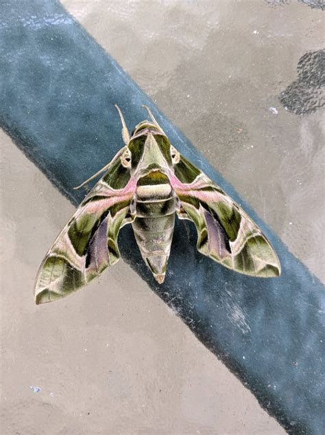 This Moth With This Cool Color Pattern Rmildlyinteresting