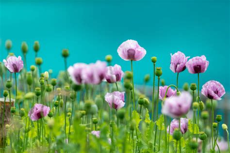 Purple Poppy Animals Stock Photos Pictures And Royalty Free Images Istock