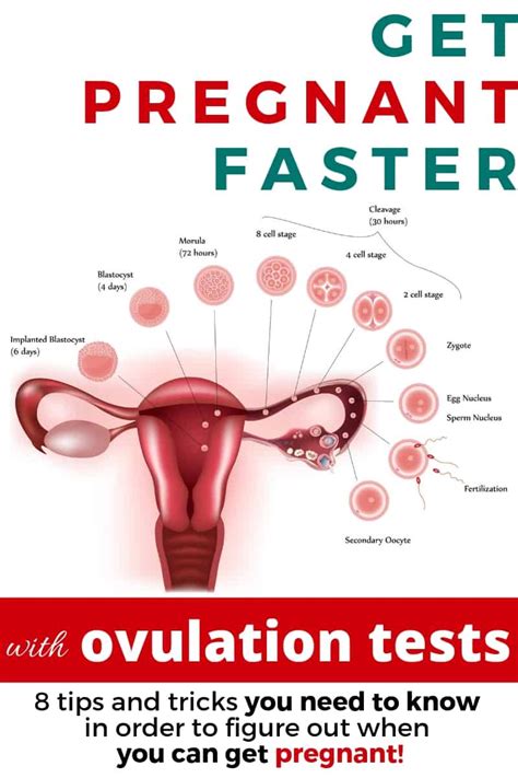 Ovulation Testing Tips For Finding Your Lh Surge And Predicting Ovulation
