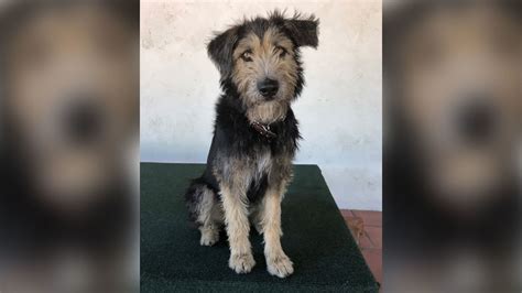 Lady And The Tramp Star Is A 2 Year Old Rescue Dog From Arizona Named