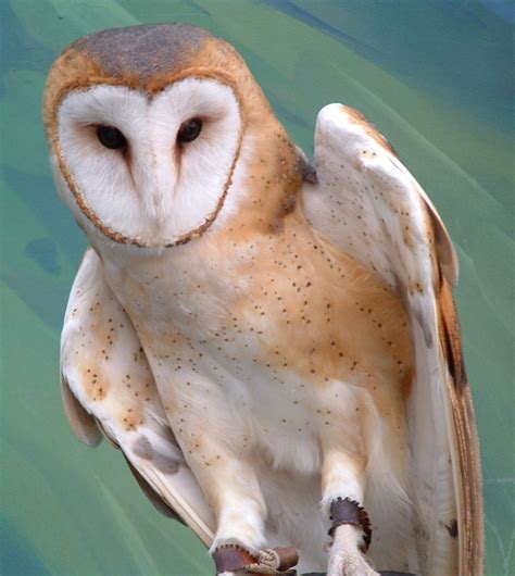 Longevity records of north american birds. Barn Owl by ryark on DeviantArt